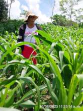 Josefina showing her corn plantation