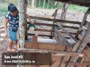 Nora feeding her pigs