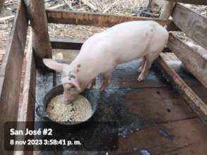 Noras new pigs shelter