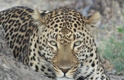 Provide food & care for our Leopard for one year