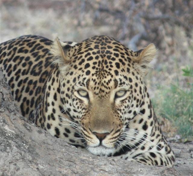 Provide food & care for our Leopard for one year