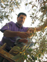 A father and son picking olives in the West Bank