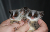 Our Bushbabies Pepito & Pepita need your help.