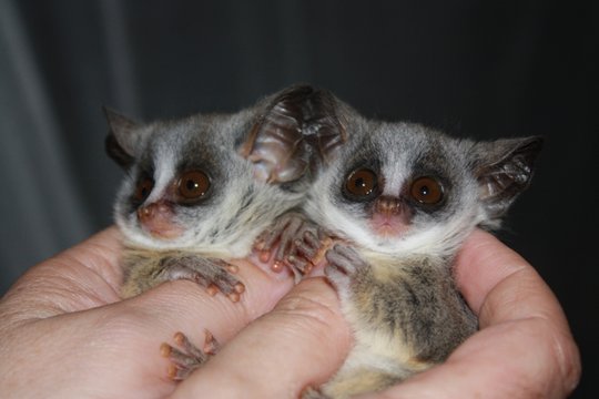 Our Bushbabies Pepito &amp; Pepita need your help. GlobalGiving