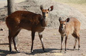 A year food for Maxi & Mini our Bushbucks