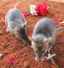 Two HeroRats searching for love!