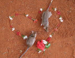 HeroRats are loving creatures