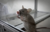 Train Hamisi the HeroRat to detect TB in Tanzania