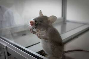 Train Hamisi the HeroRat to detect TB in Tanzania