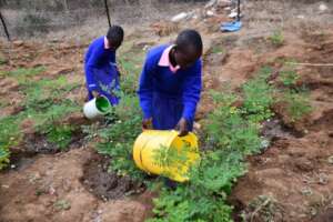 Moringa Club taking care of the trees