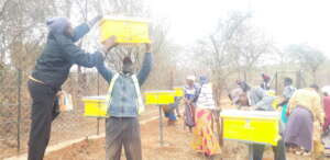 Setting Up an Apiary