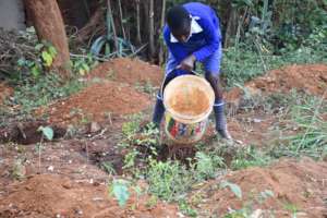 Watering Moringa Trees