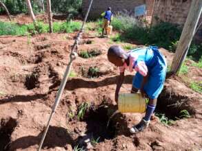 Tending to Moringa