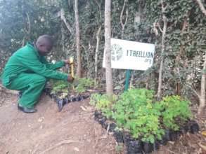 1Treellion Moringa's growing