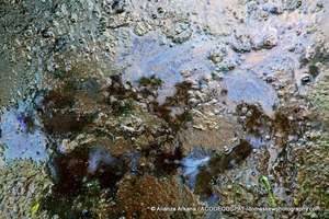 Oil contaminated soils