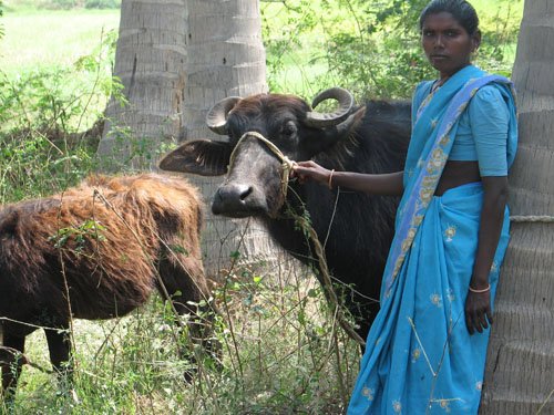 Her mother with Milch Animal