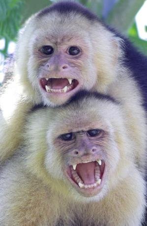 Help ASANA Conserve Costa Rica's Pacific Coast