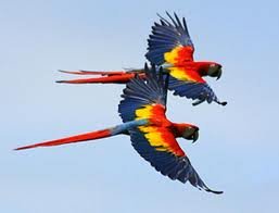 Help ASANA Conserve Costa Rica's Pacific Coast