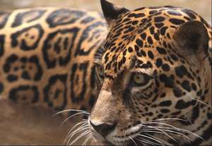 Jaguar