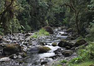 Savegre tributary