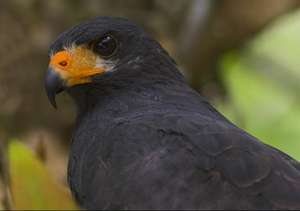 Black hawk