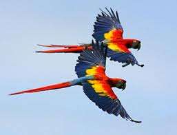 Macaws