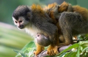 Help ASANA Conserve Costa Rica's Pacific Coast