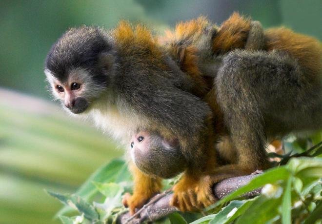 Help ASANA Conserve Costa Rica's Pacific Coast