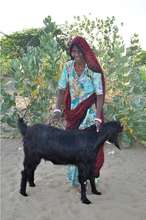 Sheerni SHG member with her new goat!