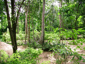 Lush Sri Lankan Vegetation