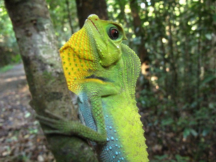 Protect Last Viable Sri Lanka Rainforest With Jobs