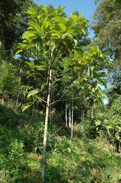 Protect Last Viable Sri Lanka Rainforest With Jobs