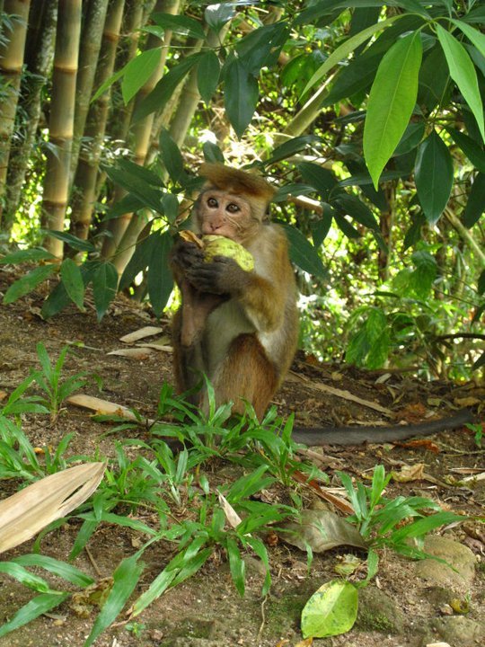 Protect Last Viable Sri Lanka Rainforest With Jobs