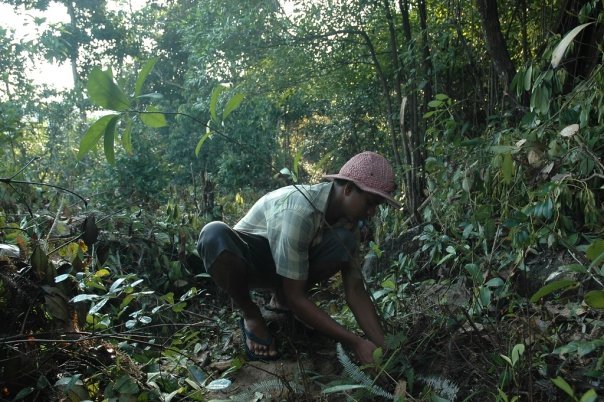 Protect Last Viable Sri Lanka Rainforest With Jobs
