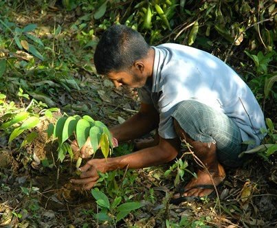 Protect Last Viable Sri Lanka Rainforest With Jobs