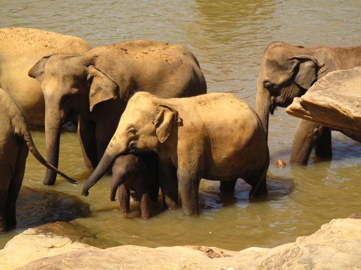 Protect Last Viable Sri Lanka Rainforest With Jobs