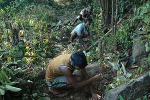 Planting trees in the corridor