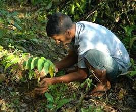 One tree at a time