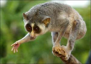 Treasure trove of endemic wildlife