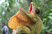 Protect Last Viable Sri Lanka Rainforest With Jobs