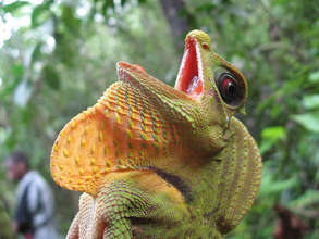 Protect Last Viable Sri Lanka Rainforest With Jobs