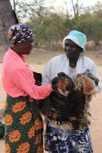 Receiving chickens