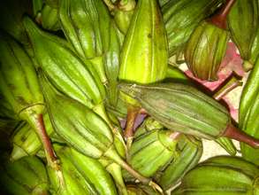 Okra from demonstration plot