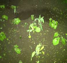 School Garden