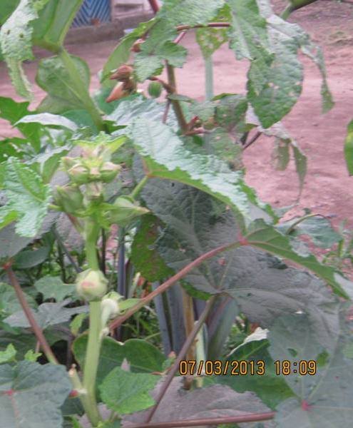 Vegetable Gardens for Improved Nutrition in Buea