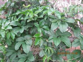 vegetable garden