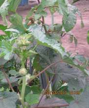Okra bed