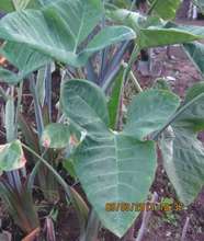 Cocoyam