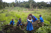 Vegetable Gardens for Improved Nutrition in Buea