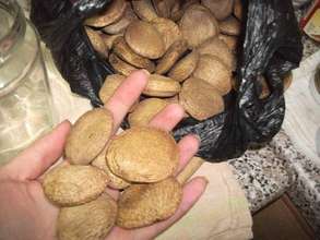 oyster nuts